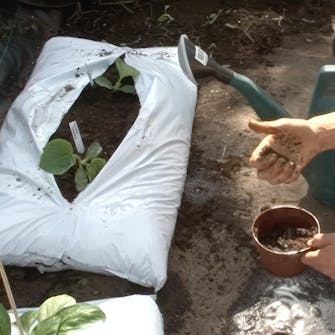 dyrking av melon i drivhus dyrking av melon i drivhus